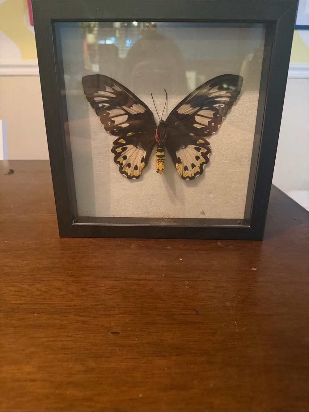 Framed Black and Yellow Real Butterfly Shadow Box - Home Accent